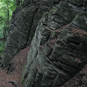 Sandstone formation in a European beech forest (Fagus sylvatica) Beaufort, Mullerthal