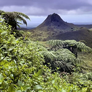 Santa Cruz Island highlands with Puntudo spatter cone and lush vegetation with Cyathea treeferns