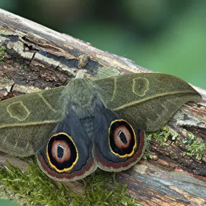 Saturniid moth (Leucanella hosmera), Chiriqui Province, Panama, South America