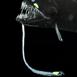 Scaleless black dragonfish (Melanostomias biseriatus) showing lure, Atlantic ocean
