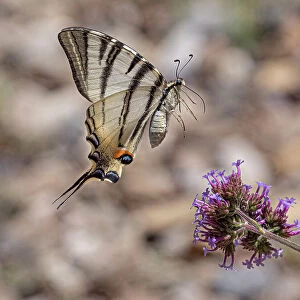 Scarce swallowtail butterfly (Iphiclides podalirius) landing on a flower, nr Orvieto, Italy. June