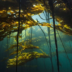 Scenic view of a bull kelp forest (Nereocystis luetkeana) with sunlight shining through the fronds