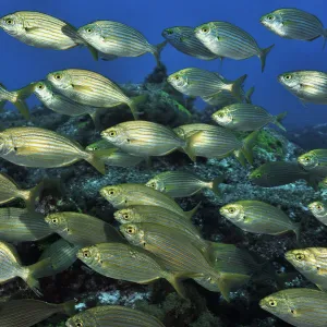 School of Cow breams (Sarpa salpa ) Azores, Atlantic ocean