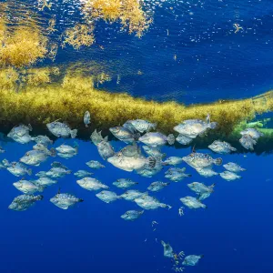 A school of filefifsh take shelter and feed on invertebrates (bottom of frame