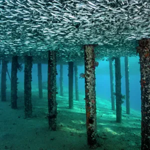 School of Silversides (Atherinomorus lacunosus) mass below a jetty, creating a false