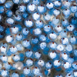 Sculpin (Bero elegans) eggs. Hokkaido, Japan. May