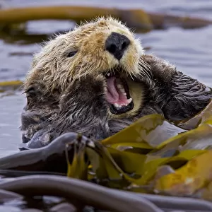 Sea otter (Enhydra lutris) floating on back amongst kelp, yawning, Barkley Sound