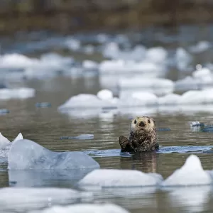 Sea otter (Enhydra lutris) grooms itself in icy waters off Columbia Glacier in Prince William Sound