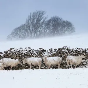 Sheep sheltering from harsh weather behind a stone wall, Peak District National Park