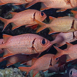 Shoulderbar soldierfish (Myripristis kuntee) shoal. Molokini, Hawaii