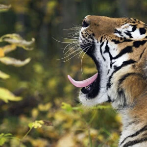 Siberian / Amur tiger (Panthera tigris altaica) yawning, Male rescued from poachers