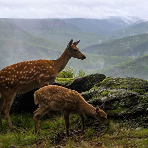 Sika deer (Cervus nippon) doe with fawn standing on rocky outcrop overlooking forest, Land of the Leopard National Park, Russian Far East. Taken with remote camera. August