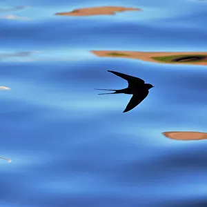 Silhouette of Barn Swallow (Hirundo rustica) flying over water, hawking for insects, Berwickshire, Scotland, UK, July