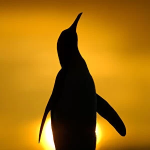 Silhouette of King penguin {Aptenodytes patagonicus} standing tall during display