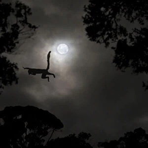 Silhouette of Red-fronted brown lemur (Eulemur rufus) leaping across gap in trees by moonlight