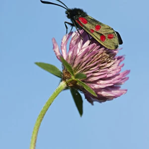 Six-spot burnet moth (Zygaena filipendulae) resting on Red Clover (Trifolium pratense)