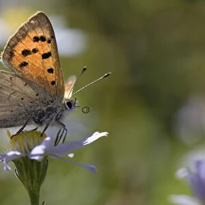 Small copper butterfly (Lycaena phlaeas) standing on an Aster flower in a meadow, Bath