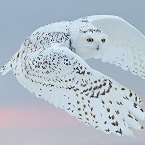 Awe-Inspiring Bird Prints: Owls