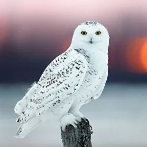 Owls Cushion Collection: Snowy Owl