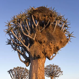 Sociable weaver (Philetairus socius) nest in quiver tree (Aloidendron dichotomum)