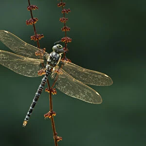 Southern hawker (Aeshna cyanea) resting, Somerset Levels, England, UK, August