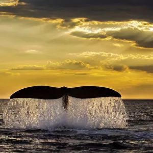 Southern right whale (Eubalaena Australis) tail fluke breaching the ocean surface against a golden sunset, Peninsula Valdes, Patagonia, Argentina, Atlantic Ocean