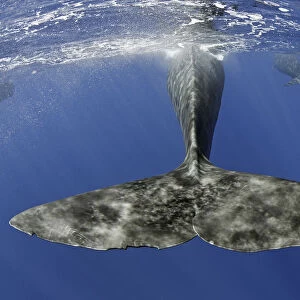 Sperm whale (Physeter macrocephalus) tail below water as whale surfaces, Dominica