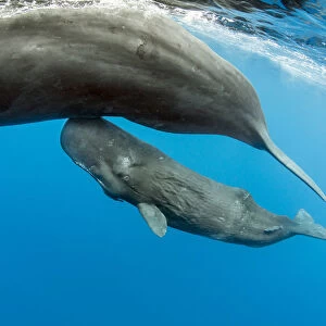 Sperm whale (Physeter macrocephalus) mother surfacing with calf below, Dominica, Caribbean Sea
