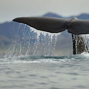 Sperm whale (Physeter macrocephalus) tail fluke above water during dive, Kaikoura