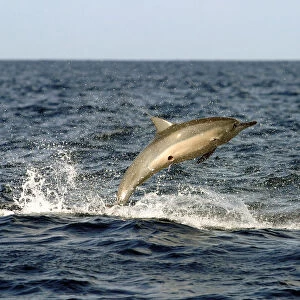 Spinner dolphin (Stenella longirostris) jumping, with circular scar from cookie cutter