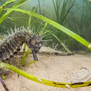 Spiny seahorse (Hippocampus guttulatus) adult female in a meadow of (Zostera marina