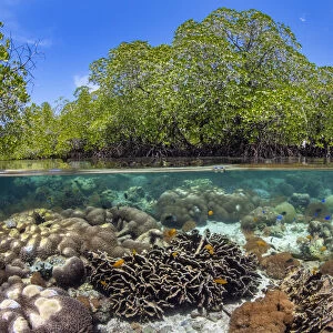 Split level photo of mangrove scenery, with hard corals ( including Goniopora sp