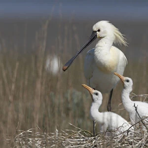 Spoonbill (Platalea leucorodia) at nest with two chicks, Texel, Netherlands, May 2009