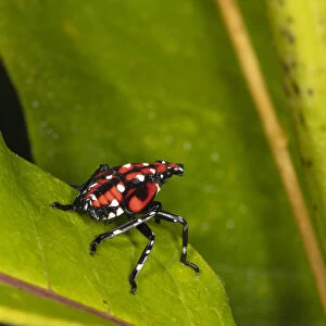 Hemiptera Collection: Spotted Lanternfly