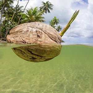 A sprouting coconut floating in the sea close to the shore, Yap, Micronesia, Pacific Ocean