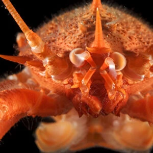 Squat lobster (Munidopsis sp) from the mid-Atlantic ridge, deep sea Atlantic ocean