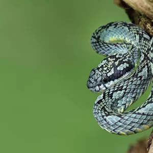 Pit Viper Collection: Sri Lankan Pit Viper