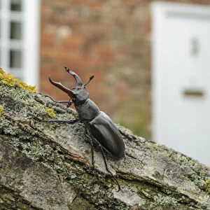 Stag Beetle (Lucanus cervus) in defensive posture; male in garden where it emerged naturally