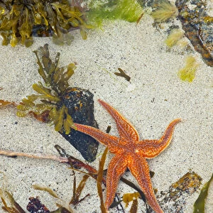 Starfish on Dail Beag Beach at low tide, Lewis, Outer Hebrides, Scotland, UK, June 2009