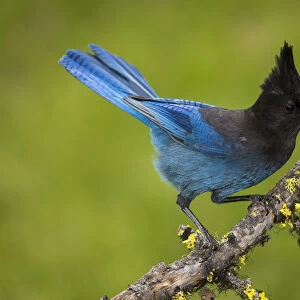 Crows And Jays Collection: Crested Jay