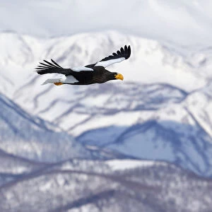 Stellers sea eagle (Haliaeetus pelagicus) in flight with mountains behind, Hokkaido