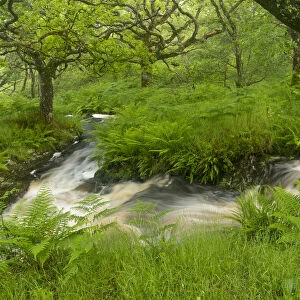 Stream in spate in native oak woodland in summer, Clonaig, Kintyre, Argyll, Scotland, UK, July 2015