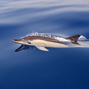 Striped Dolphin (Stenella coeruleoalba) in the strait of Gibraltar, Spain