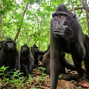Sulawesi black macaque / Celebes crested macaque (Macaca nigra) troop in forest, female with infant, Tangkoko National Park, northern Sulawesi, Indonesia. Critically endangered