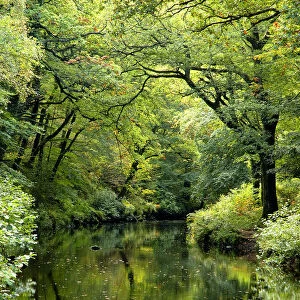 Summer trees reflected in River Teign, Fingle woods, Dartmoor NP, Devon, UK