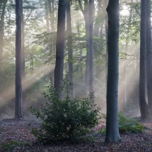 Sunrays through forest of Beech (Fagus sp. ), Fir (Abies sp. ) and Holly (Ilex sp. ) trees, Peerdsbos, Brasschaat, Belgium. September