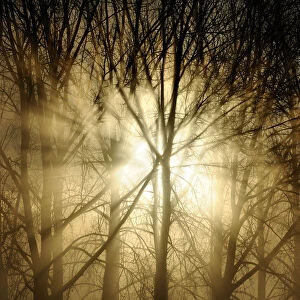 Sunrise breaking through misty woodland. Wales, UK, December. Did you know? There are 303