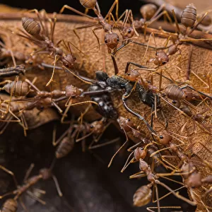 Swarm of Asian weaver ants (Oecophylla smaragdina) attacking a Finger-print ant (Diacamma sp. ), Kubah National Park, Sarawak, Borneo