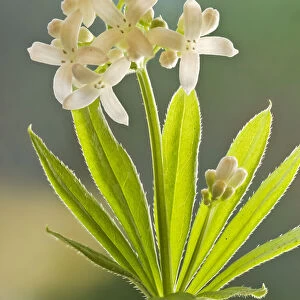 Sweet woodruff (Galium odoratum) a common woodland plant