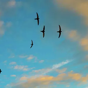 Apodiformes Collection: Swifts